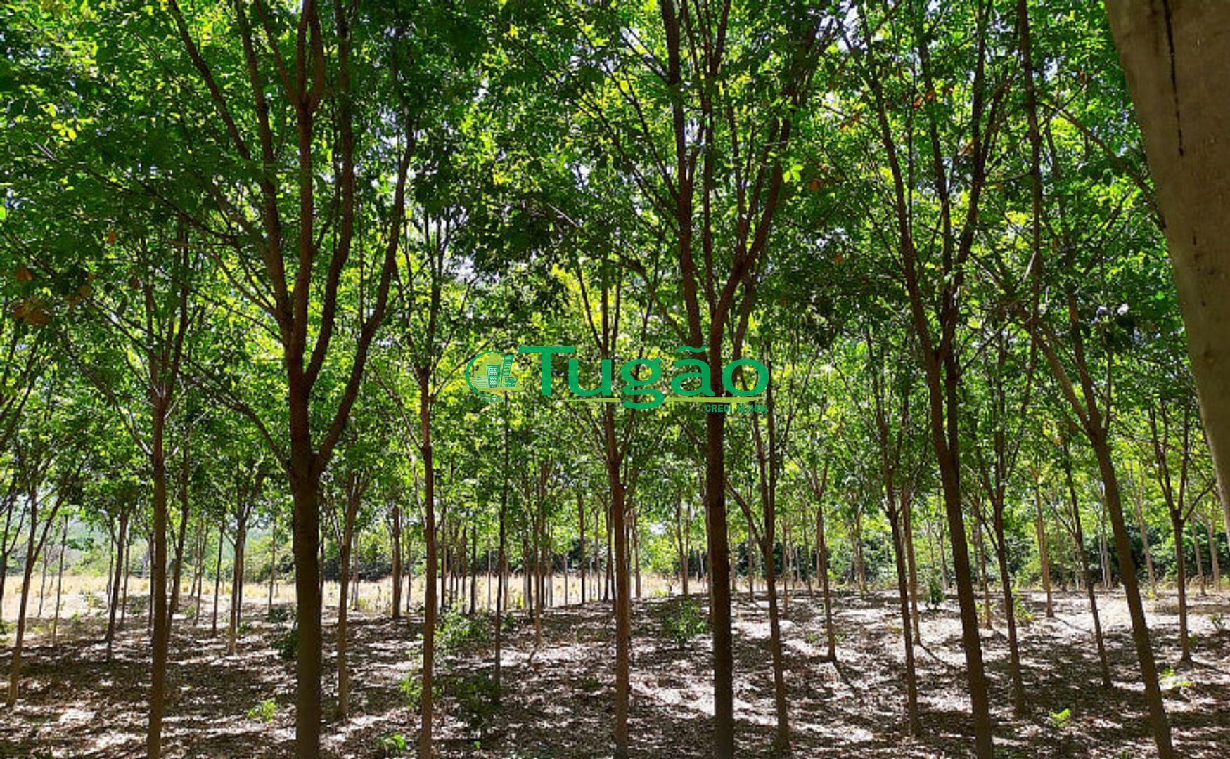 Fazenda / Sítio / Chácara  à venda, 435600m² — foto 5 de 5