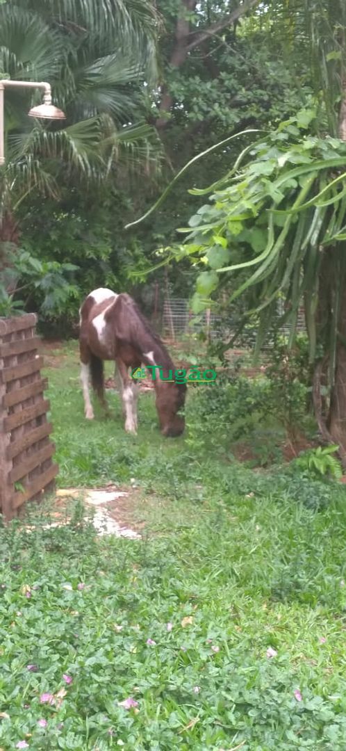 Fazenda / Sítio / Chácara com 3 quartos à venda, 350m² — foto 24 de 25